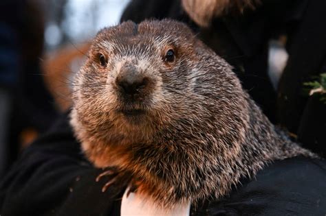 It wasn’t until February 2, 1887, that the famous mammal’s origin story was codified in the history of Groundhog Day. That’s when members of the Punxsutawney Groundhog Club made the first ...